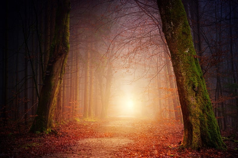 Mystery Forest